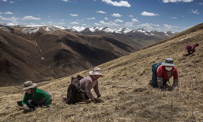 Đông trùng hạ thảo mọc ở khu vực Nagqu, Tây Tạng, có chất lượng tốt nhất. Đây là nơi có điều kiện môi trường tự nhiên ưu việt, thích hợp cho loại sâu cỏ này sinh trưởng và phát triển